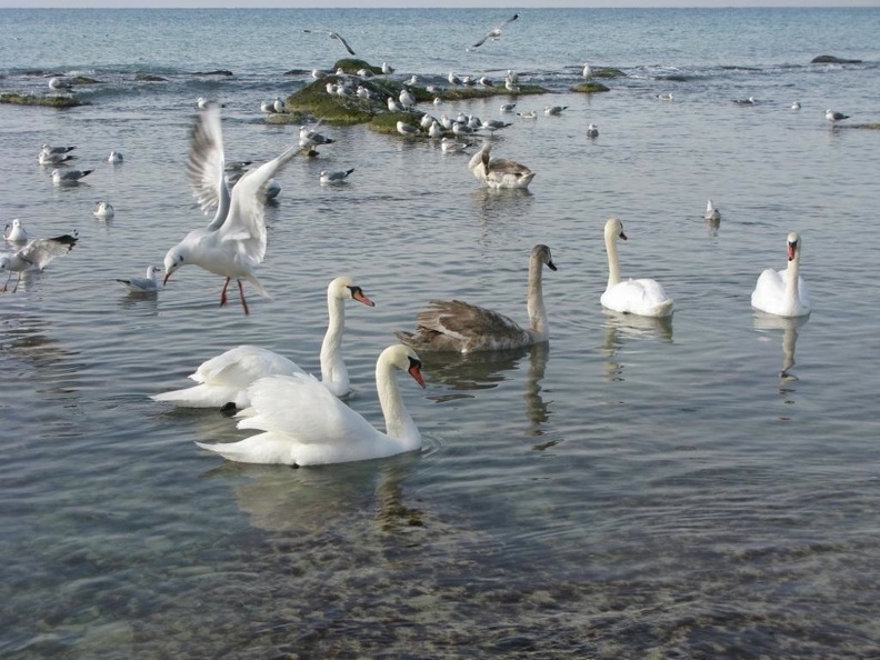 Swans_on_Caspian_Sea_1000x750_shkl.jpg