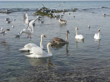 Swans on Caspian Sea