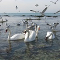 rookery_on_the_Caspian_Sea_1000x750_shkl.jpg